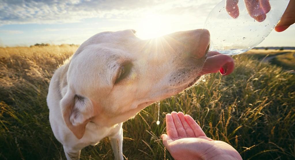 napsütésben kutyát üvegből itató kéz