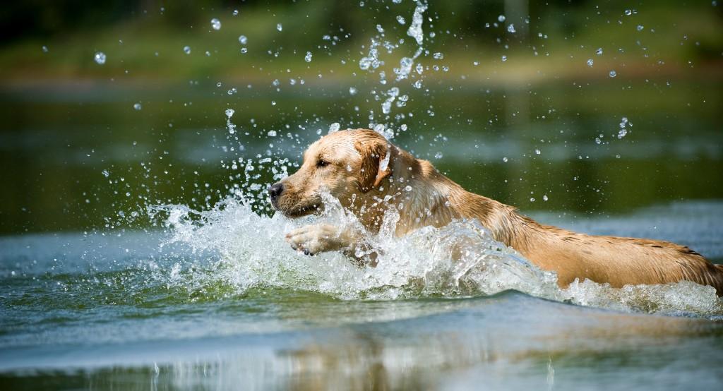 tóban úszó kutya