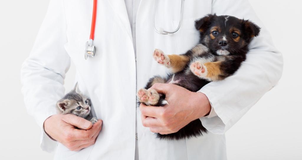 Orvos kutyával a kezében