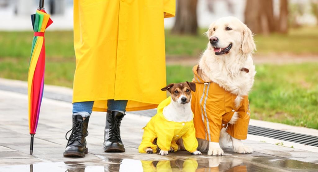 Kutyák esős időben, esőkabátban