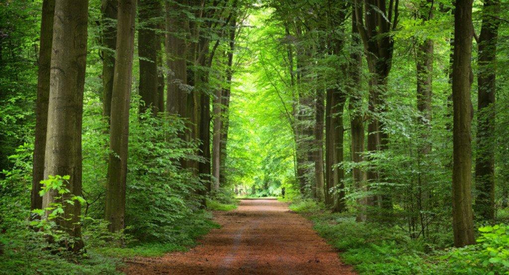 Erdő sétaút