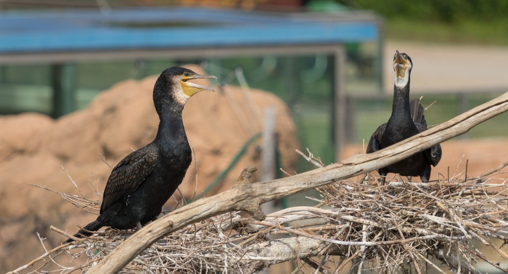 Tisza-tavi Ökocentrum ősszel