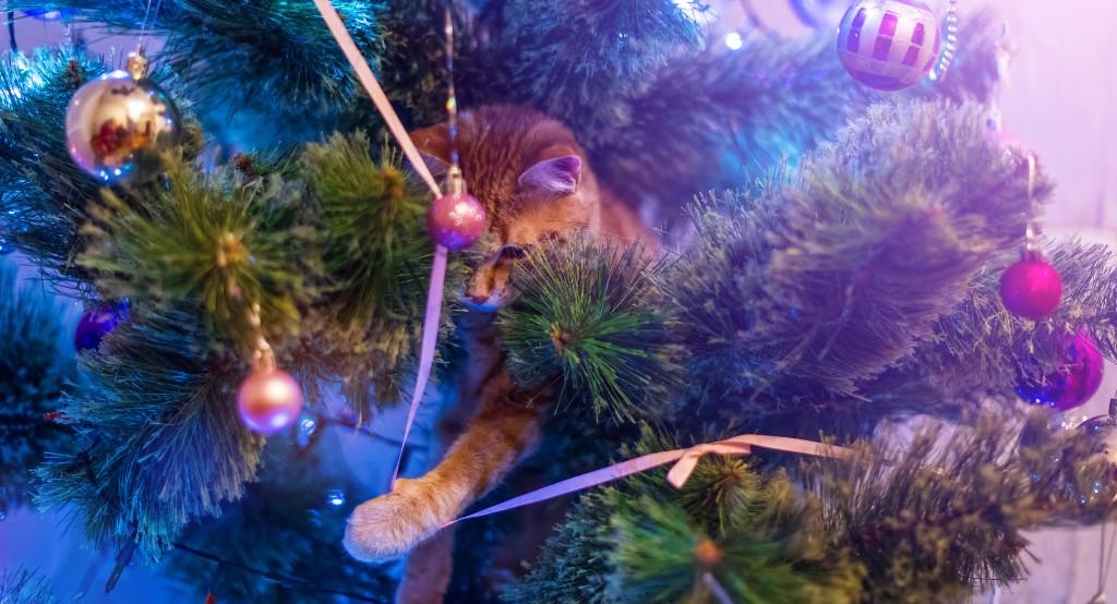 Cica a karácsonyfára mászott, ahol egy díszbe akad a lába