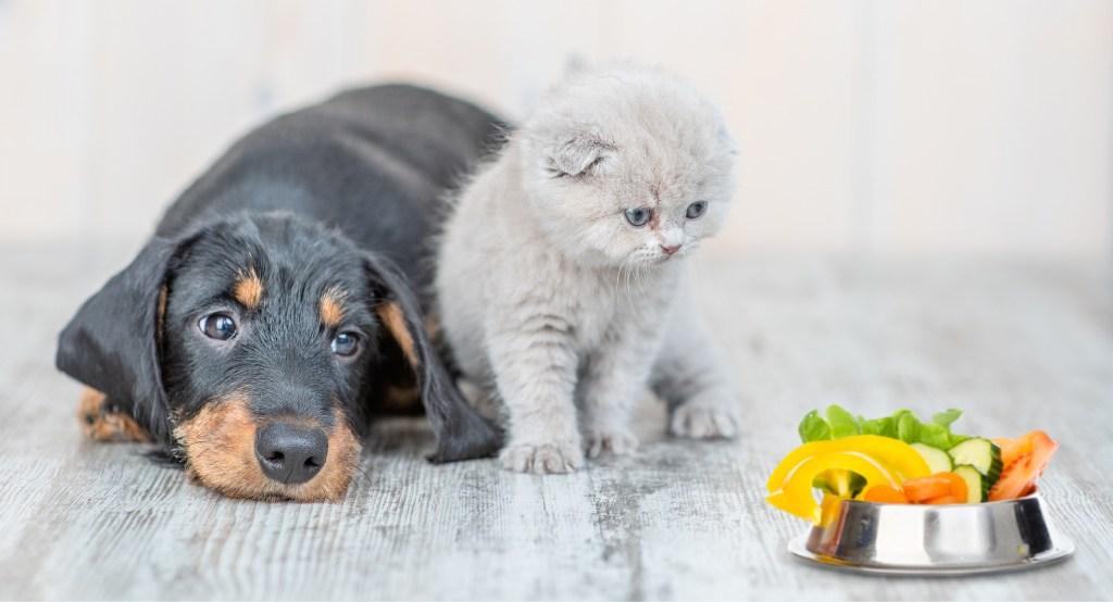 Kölyök kutya és cica egy tál zöldség előtt