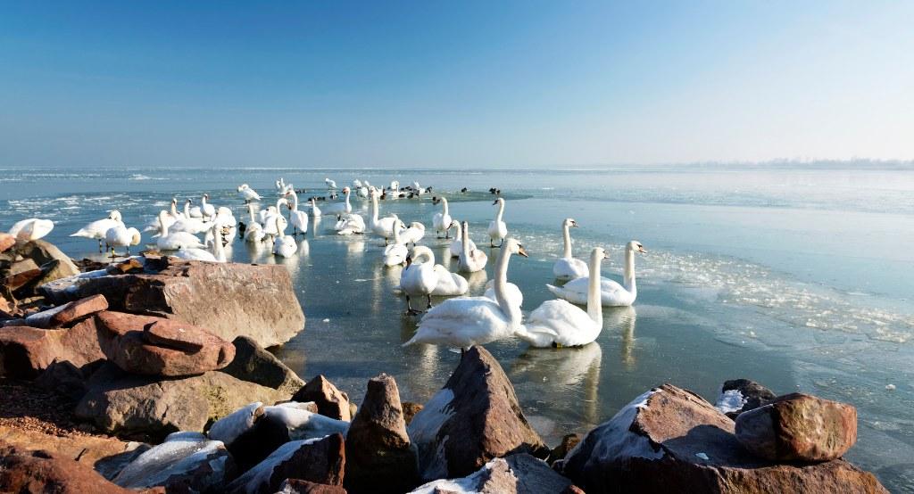 Balaton partközeli vizén pihenő hattyúk